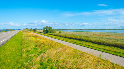 Green yellow reed in a field along the edge of a lake in bright sunlight in autumn, Almere, Flevoland, The Netherlands, October 12, 2021