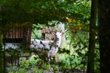 Selective focus shot of an albino stag looking at the camera behind plants