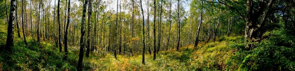 Fototapeta na wymiar Panorama of birch forest in the mountains. In early autumn, the fern turns yellow.