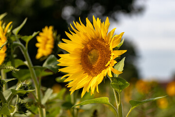 Snappschuss im Sonnenblumenfeld