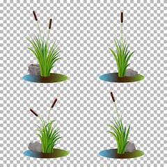 Vector set of 4 cattail stalk bushes in swamp water with stones on the side isolated on transparent background