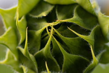 geschlossene Sonnenblume