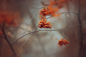 Clusters of red ripe rowan berries hang on thin branches in late autumn. Berries for birds and nature. Rowan harvest.