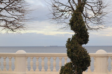 curly green tree in the form of a spiral in Peterhof against the background of the Gulf of Finland. landscape gardening art