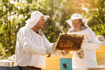 Beekeepers on apiary. Beekeepers are working with bees and beehives on the apiary. - obrazy, fototapety, plakaty