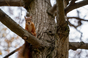 squirrel on a tree looking to camera in autumn time