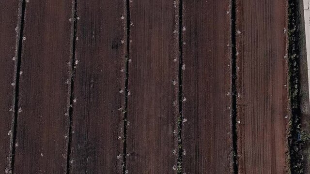 Peat harvest field aerial view