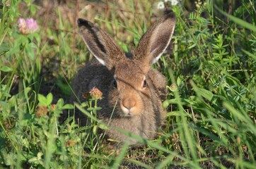 rabbit in the grass