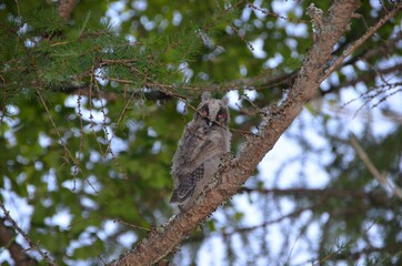 owl on a tree