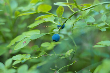 One Blueberry on a bush in the forest