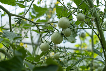 A branch of green cherry Tomatoes in a greenhouse.