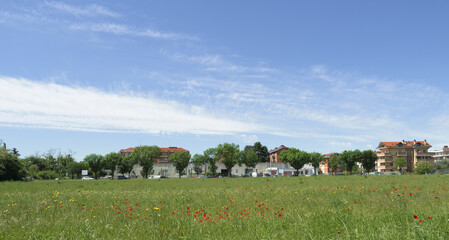 Obraz premium colorful wildflowers in a meadow on the outskirts of the city. Metropolitan city of Milan, Italy.