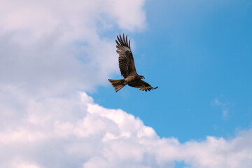 hawk soars against the sky and clouds