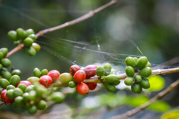 organic arabica coffee green beans on hand in farm.harvesting Robusta and arabica  coffee berries by agriculturist hands,Worker Harvest arabica coffee berries on its branch, harvest concept.
