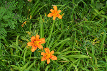 Three orange flowers and buds of common daylily in mid June