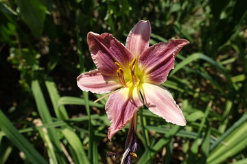 A flower of mauvish pink flower of Hemerocallis fulva in mid July