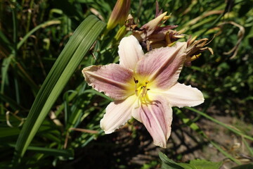 Close view of one light pink flower of Hemerocallis fulva in July