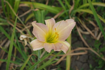 Light pink flower of Hemerocallis fulva in mid July