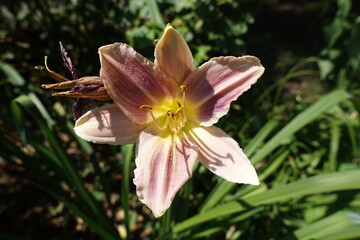 Macro of one light pink flower of Hemerocallis fulva in July