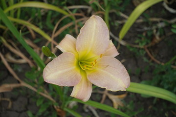 Fototapeta premium Pale pink flower of Hemerocallis fulva in mid July