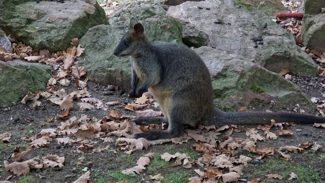 Swamp wallaby (Wallabia bicolor). Small macropod marsupial of eastern Australia. Also commonly known as black wallaby, black-tailed wallaby, fern wallaby, black pademelon, stinker, black stinker.