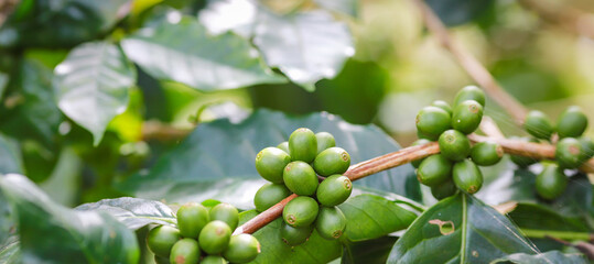 organic arabica coffee green beans on hand in farm.harvesting Robusta and arabica  coffee berries by agriculturist hands,Worker Harvest arabica coffee berries on its branch, harvest concept.