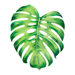 Watercolor painting monstera green leave isolated on white background.Watercolor hand painted illustration tropical exotic leaf for wallpaper  Hawaii style pattern.With clipping path.