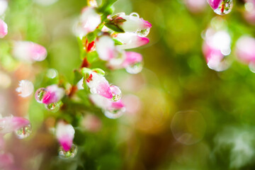 Blooming heather (Calluna vulgaris). Close-up. Nature, floral, flowers background. 