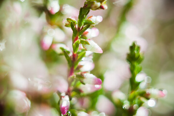 Blooming heather (Calluna vulgaris). Close-up. Nature, floral, flowers background. 