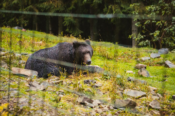 wild bear in rehabilitation center