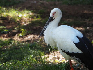 ツートンカラーが美しいコウノトリ