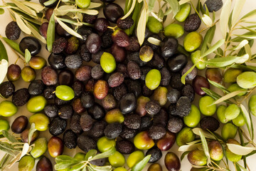 New crop mixed olives and green fresh olive leaves background,harvest concept.This image can be used vertically or horizontally. 