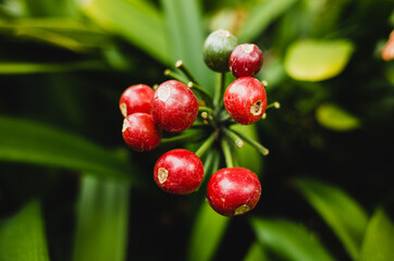 Obraz premium red berries on a bush