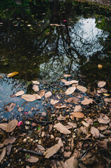 autumn in the park