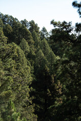 Fototapeta na wymiar Forest in La Palma island