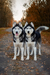 Portrait of two magnificent Siberian husky dogs standing on the path in magical charming autumn park