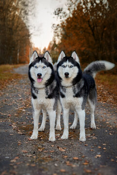 Portrait of two magnificent Siberian husky dogs standing on the path in magical charming autumn park