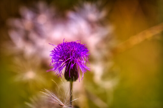 Selective focus of a purple thistle flower during the day with flowers in the background