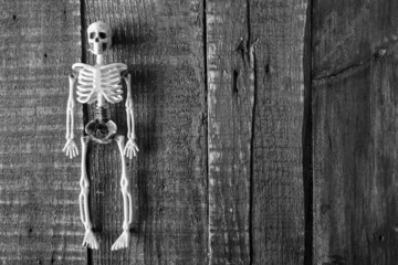 Skeleton halloween