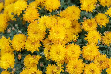 Yellow chrysanthemum flower background. Bright yellow chrysanthemum flowers on a sunny autumn day.