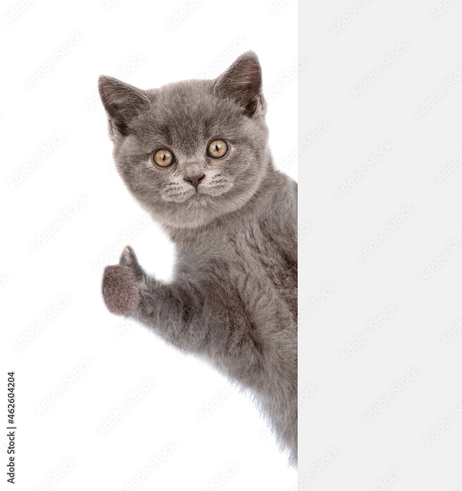Poster kitten looks from behind empty white banner and shows thumbs up gesture. isolated on white backgroun