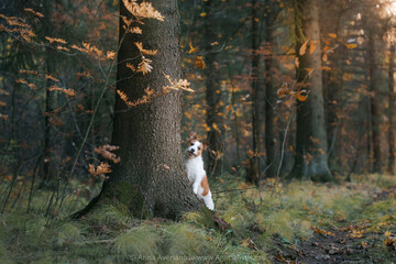 dog in the autumn forest. Happy jack russell terrier peeking out from behind a tree