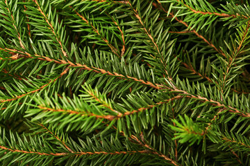 Fir tree. Background and texture for Christmas tree branches. Top view. Copy space.