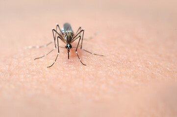 Aedes, borne viral diseases of various kinds. This infection usually have fever. In some cases, and encephalitis, which can lead to death.                            
