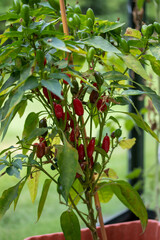 kleine runde rote Chilis