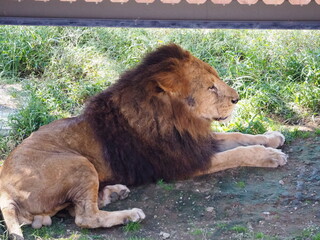日陰で休憩するライオン