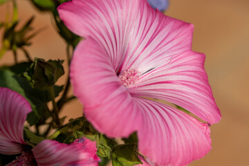 Hibiskus