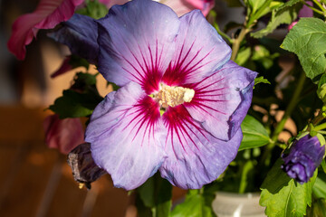 Hibiskus © codo97