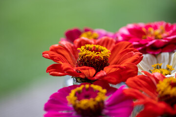 Studentenblume