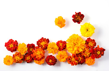 Marigold flowers on a white background. Autumn composition of flowers